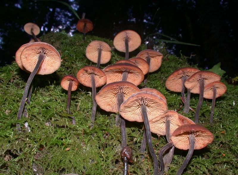 Macrocystidia cucumis